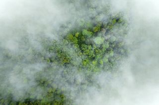 Aerial view of dense forest with scattered mist