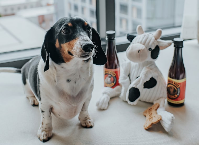 A dog at the Bellyard Hotel