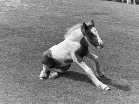 Mohamed Hassan Black and white photo of a foal at Worm's Head on the Gower