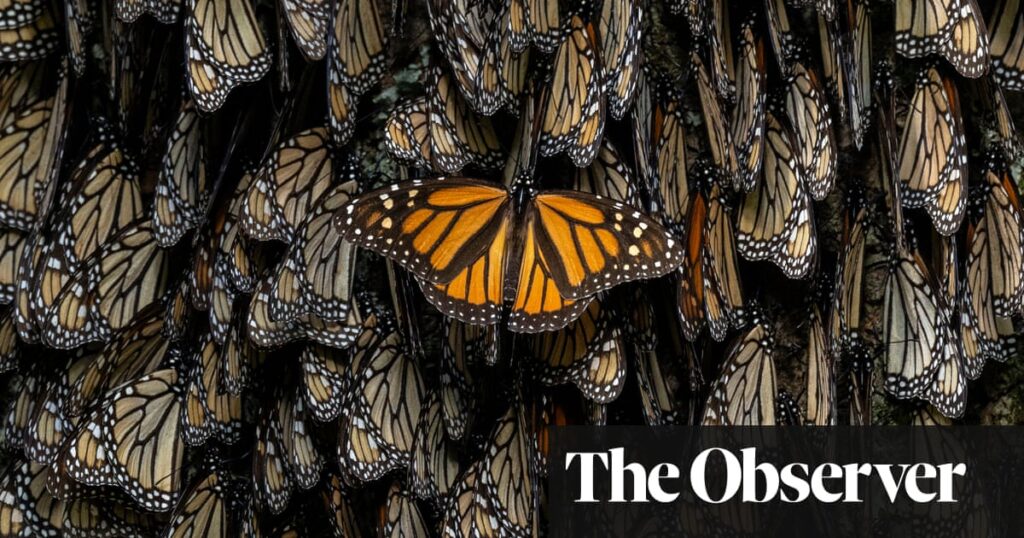 'Every tree was covered': photographer captures campaign to save monarch butterfly